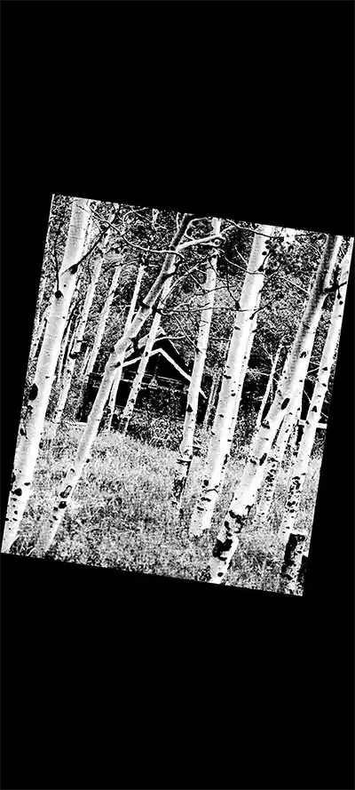 Flyer Ultra Ultra Galerie Ultra Parc, photographie noir et blanc de troncs de bouleaux en forêt